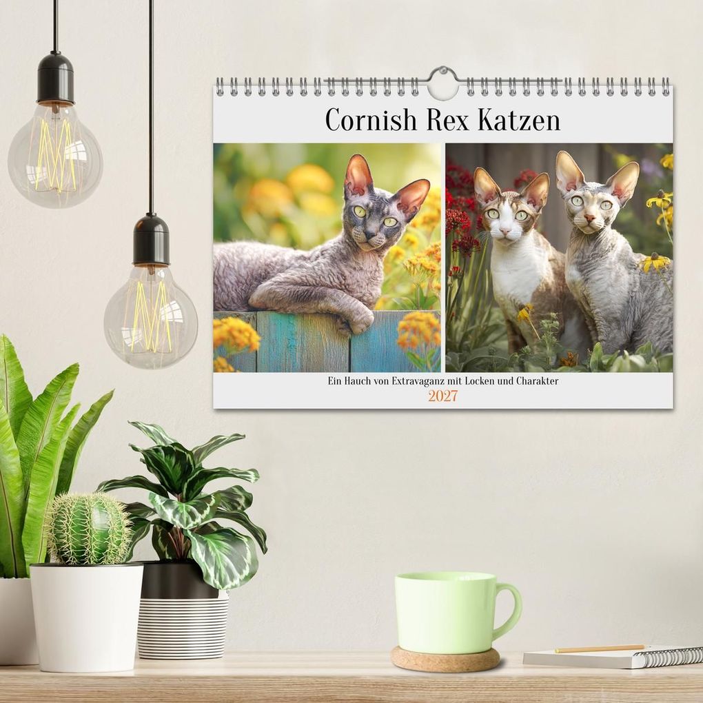 Weitere Ansicht: Cornish Rex Katzen. Ein Hauch von Extravaganz mit Locken und Charakter (Wandkalender 2027 DIN A4 quer), CALVENDO Monatskalender | Rose Hurley, Calvendo