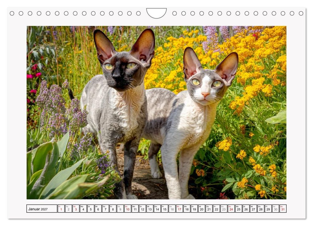 Weitere Ansicht: Cornish Rex Katzen. Ein Hauch von Extravaganz mit Locken und Charakter (Wandkalender 2027 DIN A4 quer), CALVENDO Monatskalender | Rose Hurley, Calvendo