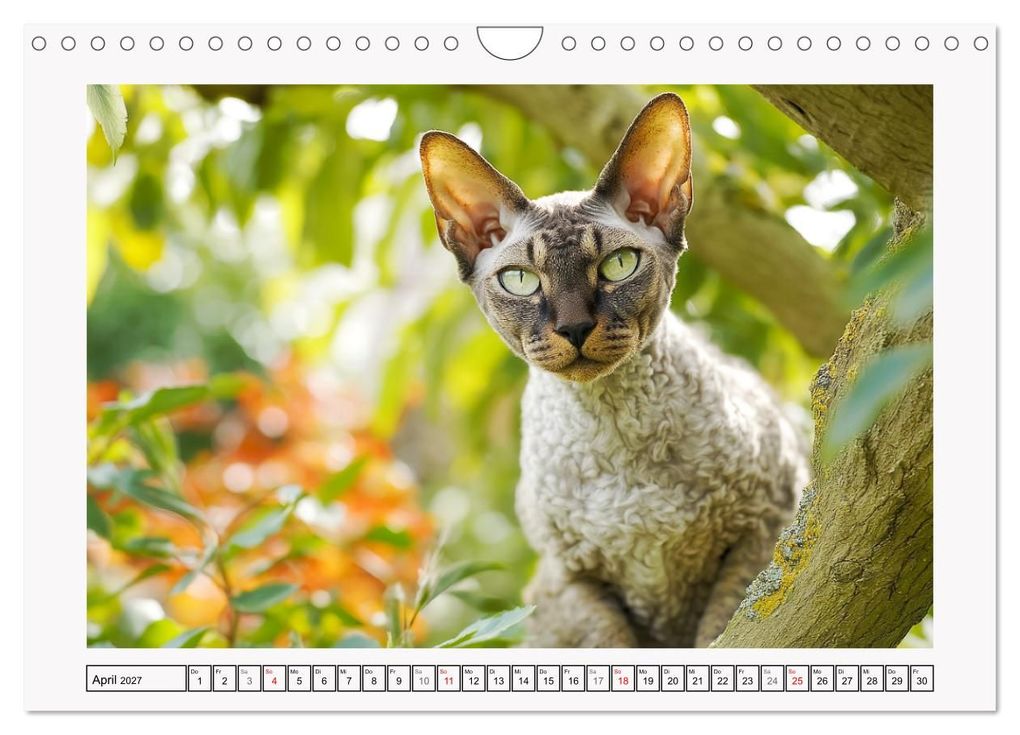 Weitere Ansicht: Cornish Rex Katzen. Ein Hauch von Extravaganz mit Locken und Charakter (Wandkalender 2027 DIN A4 quer), CALVENDO Monatskalender | Rose Hurley, Calvendo