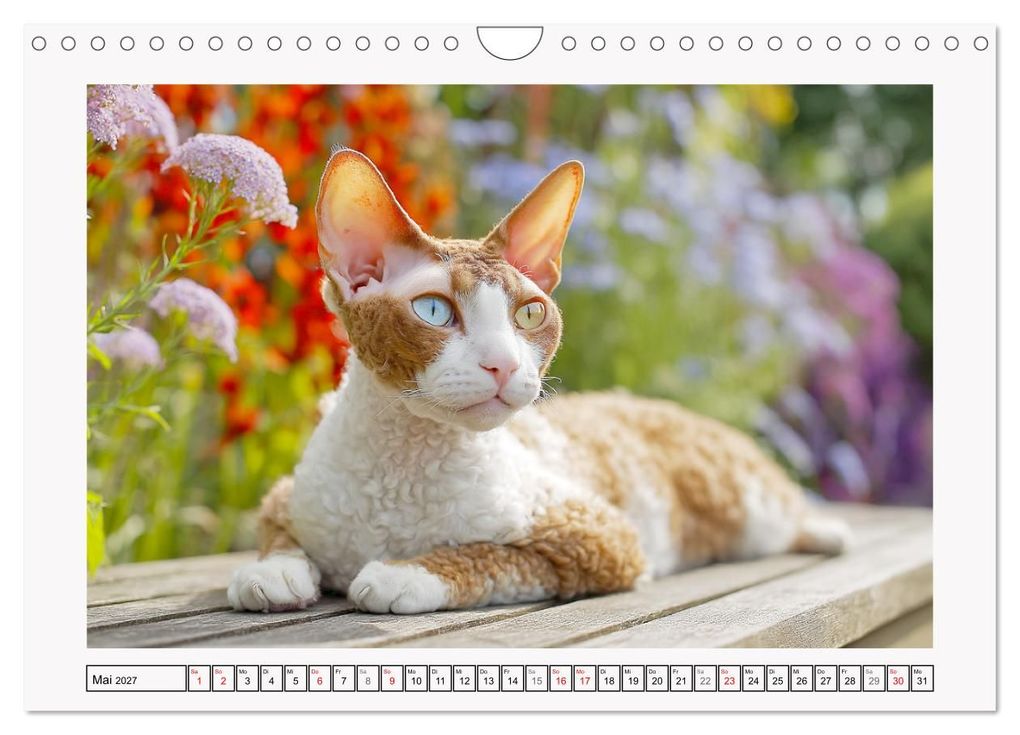 Weitere Ansicht: Cornish Rex Katzen. Ein Hauch von Extravaganz mit Locken und Charakter (Wandkalender 2027 DIN A4 quer), CALVENDO Monatskalender | Rose Hurley, Calvendo