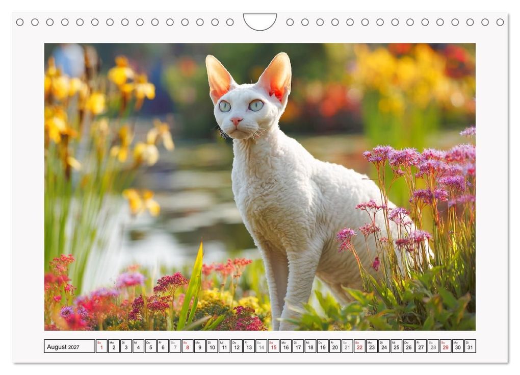 Weitere Ansicht: Cornish Rex Katzen. Ein Hauch von Extravaganz mit Locken und Charakter (Wandkalender 2027 DIN A4 quer), CALVENDO Monatskalender | Rose Hurley, Calvendo