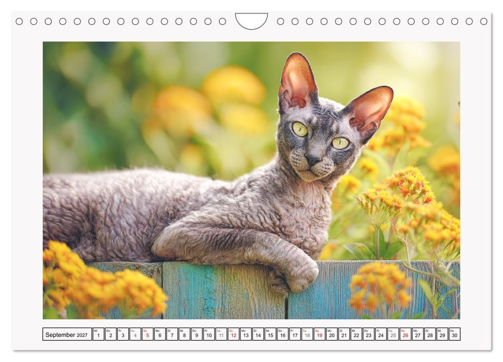 Weitere Ansicht: Cornish Rex Katzen. Ein Hauch von Extravaganz mit Locken und Charakter (Wandkalender 2027 DIN A4 quer), CALVENDO Monatskalender | Rose Hurley, Calvendo