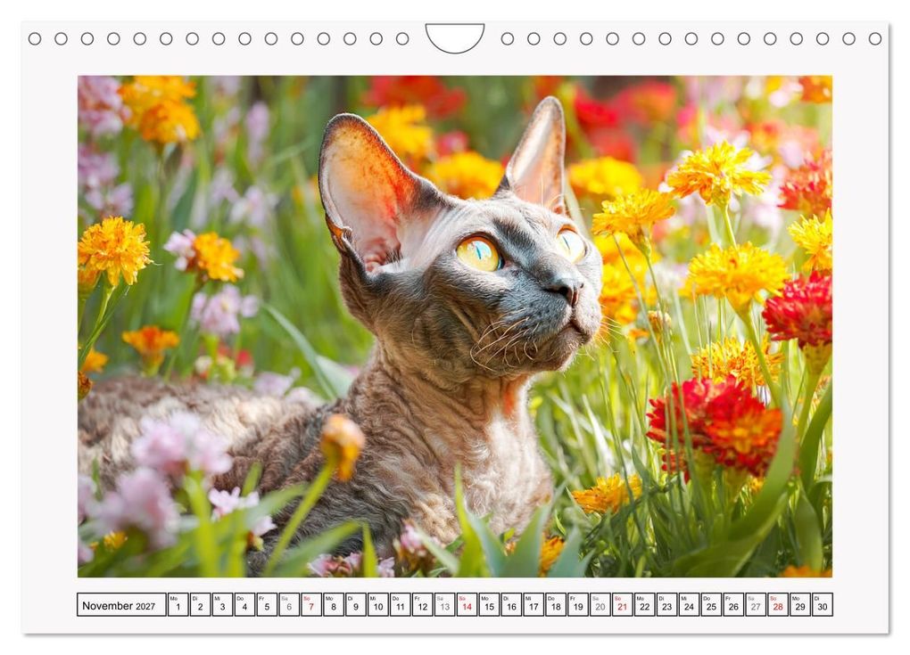 Weitere Ansicht: Cornish Rex Katzen. Ein Hauch von Extravaganz mit Locken und Charakter (Wandkalender 2027 DIN A4 quer), CALVENDO Monatskalender | Rose Hurley, Calvendo