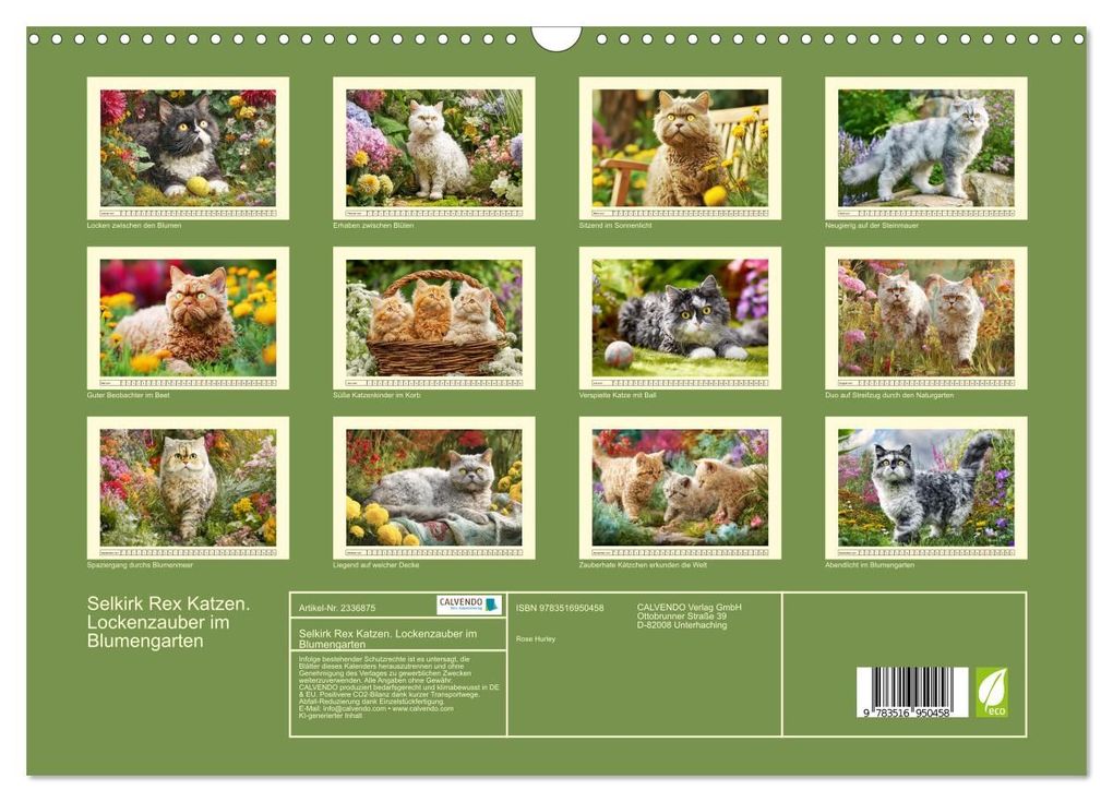 Weitere Ansicht: Selkirk Rex Katzen. Lockenzauber im Blumengarten (Wandkalender 2027 DIN A3 quer), CALVENDO Monatskalender | Rose Hurley, Calvendo