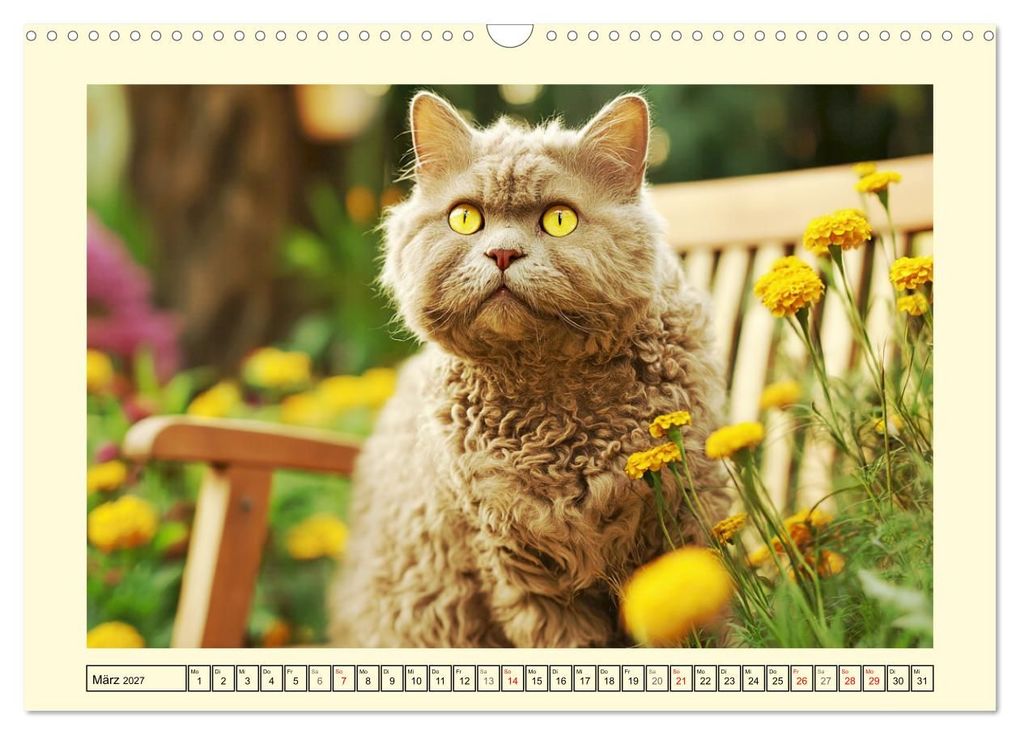 Weitere Ansicht: Selkirk Rex Katzen. Lockenzauber im Blumengarten (Wandkalender 2027 DIN A3 quer), CALVENDO Monatskalender | Rose Hurley, Calvendo