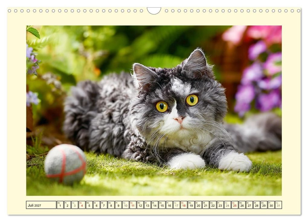 Weitere Ansicht: Selkirk Rex Katzen. Lockenzauber im Blumengarten (Wandkalender 2027 DIN A3 quer), CALVENDO Monatskalender | Rose Hurley, Calvendo