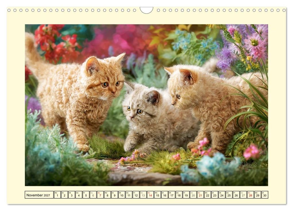 Weitere Ansicht: Selkirk Rex Katzen. Lockenzauber im Blumengarten (Wandkalender 2027 DIN A3 quer), CALVENDO Monatskalender | Rose Hurley, Calvendo