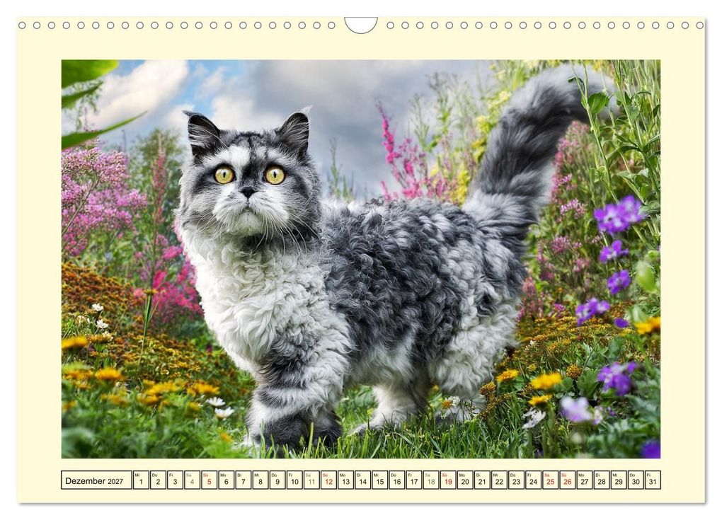 Weitere Ansicht: Selkirk Rex Katzen. Lockenzauber im Blumengarten (Wandkalender 2027 DIN A3 quer), CALVENDO Monatskalender | Rose Hurley, Calvendo