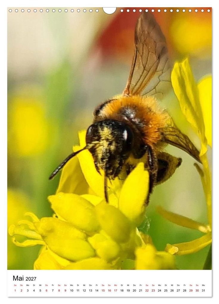 Weitere Ansicht: Imkers fleißigste Bienen - So arbeiten meine Immen - Originalaufnahmen aus erster Hand (Wandkalender 2027 DIN A3 hoch), CALVENDO Monatskalender | Marco Warstat, Calvendo