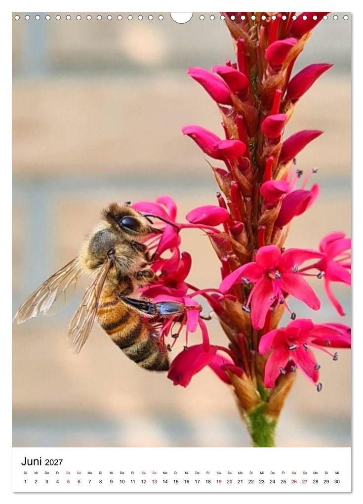 Weitere Ansicht: Imkers fleißigste Bienen - So arbeiten meine Immen - Originalaufnahmen aus erster Hand (Wandkalender 2027 DIN A3 hoch), CALVENDO Monatskalender | Marco Warstat, Calvendo