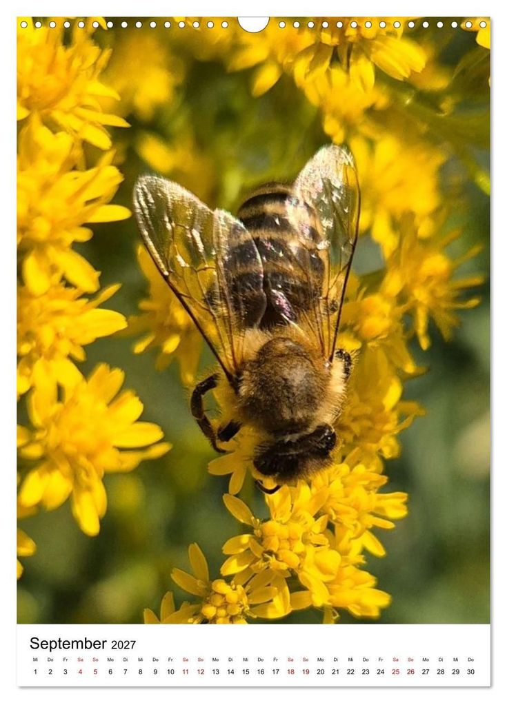 Weitere Ansicht: Imkers fleißigste Bienen - So arbeiten meine Immen - Originalaufnahmen aus erster Hand (Wandkalender 2027 DIN A3 hoch), CALVENDO Monatskalender | Marco Warstat, Calvendo