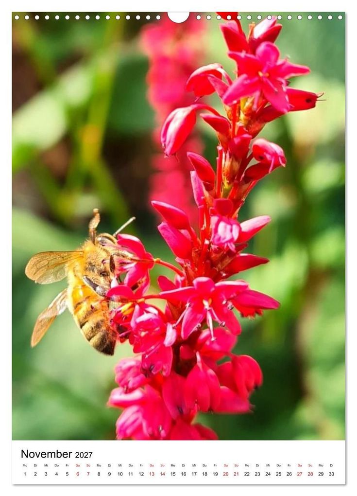 Weitere Ansicht: Imkers fleißigste Bienen - So arbeiten meine Immen - Originalaufnahmen aus erster Hand (Wandkalender 2027 DIN A3 hoch), CALVENDO Monatskalender | Marco Warstat, Calvendo