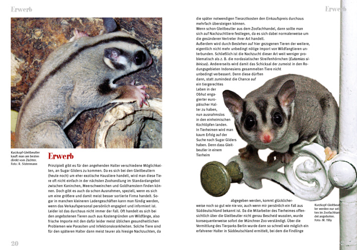 Weitere Ansicht: Der Sugar Glider | Peter Puschmann