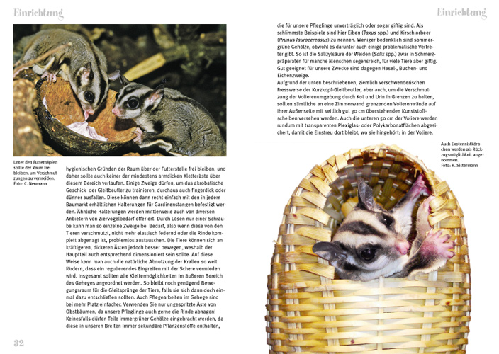 Weitere Ansicht: Der Sugar Glider | Peter Puschmann