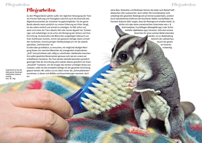 Weitere Ansicht: Der Sugar Glider | Peter Puschmann
