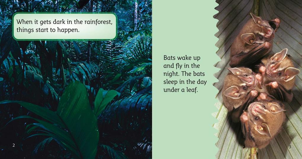 Weitere Ansicht: BIG CAT PHONICS - RAINFRST AT | Nic Bishop