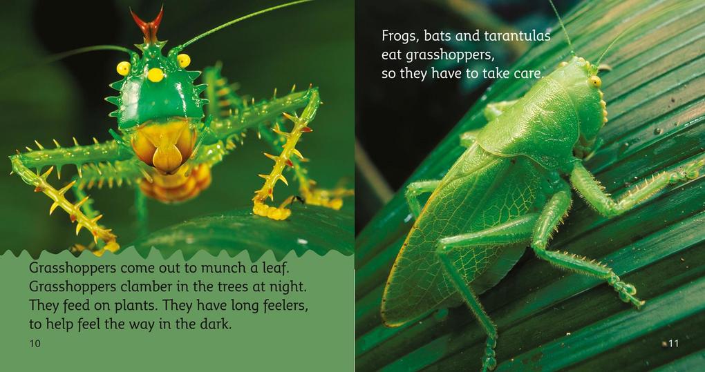 Weitere Ansicht: BIG CAT PHONICS - RAINFRST AT | Nic Bishop